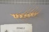 Click for 1 image(s) for this accession. Spike